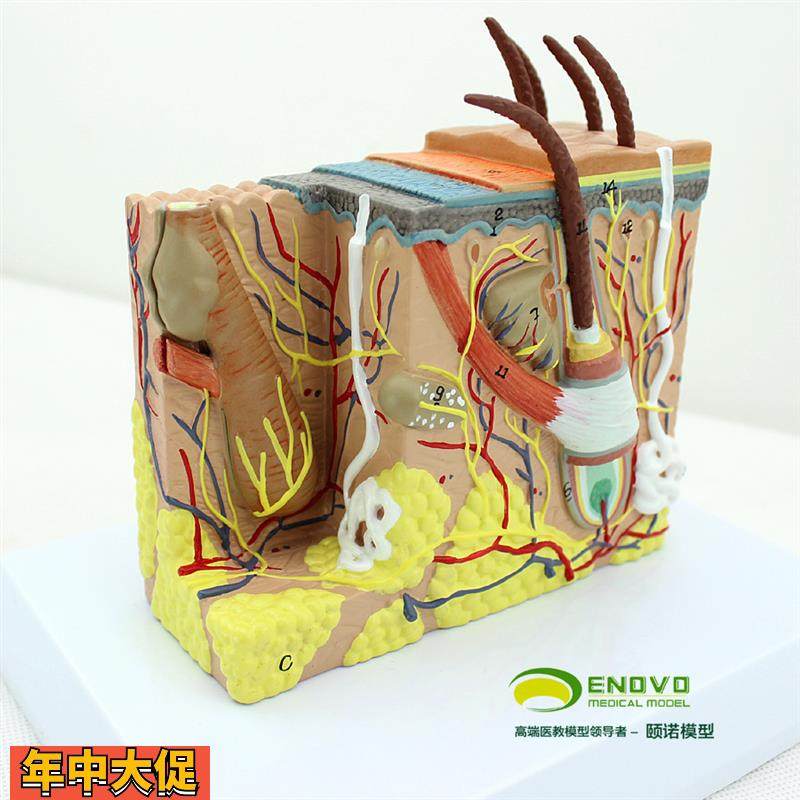 ENOVO颐诺人体皮肤组织解剖放大模型微创皮肤美容美妆整形脸面部,文具电教/文化用品/商务用品,教学标本/模型,淘宝优惠券,粉丝福利购,淘宝优惠卷