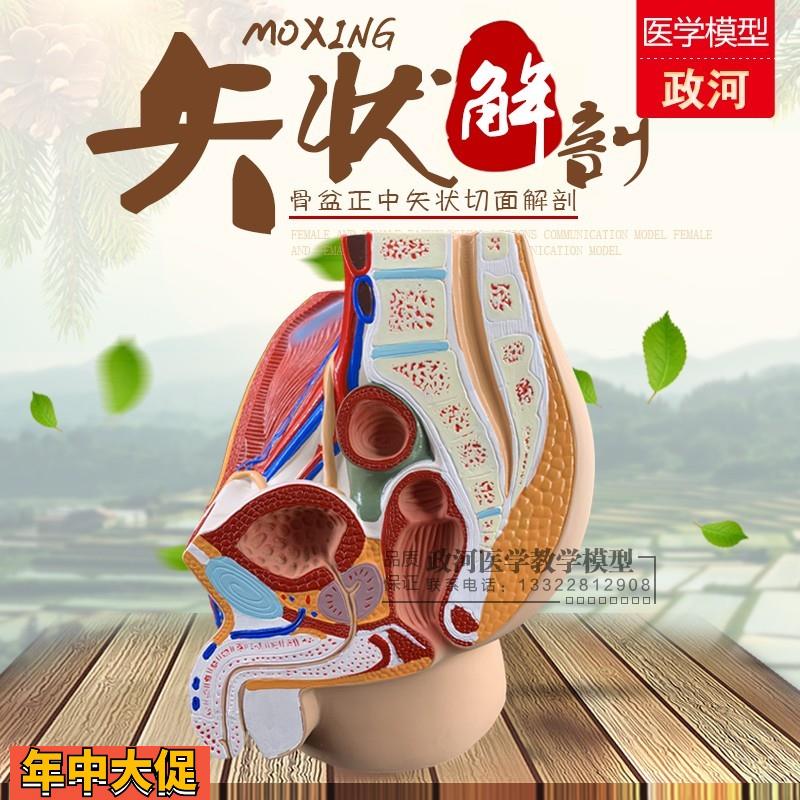 男性生殖泌尿系统模型盆腔解剖结构模型前列腺生殖器矢状解剖