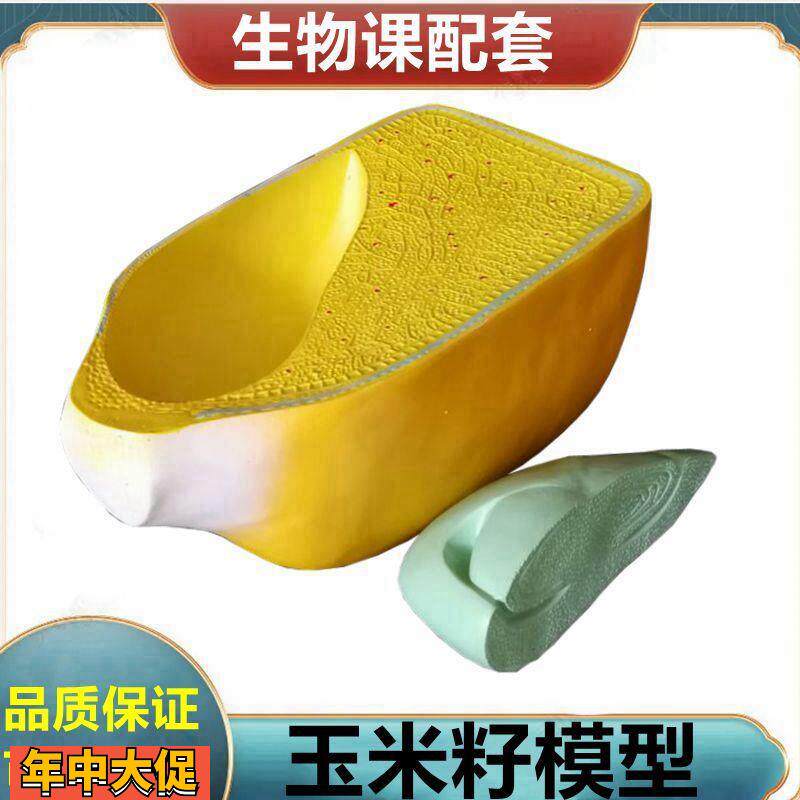 植物种子模型玉米粒芽胚发育根尖细胞叶绿体单子叶双子叶小麦花