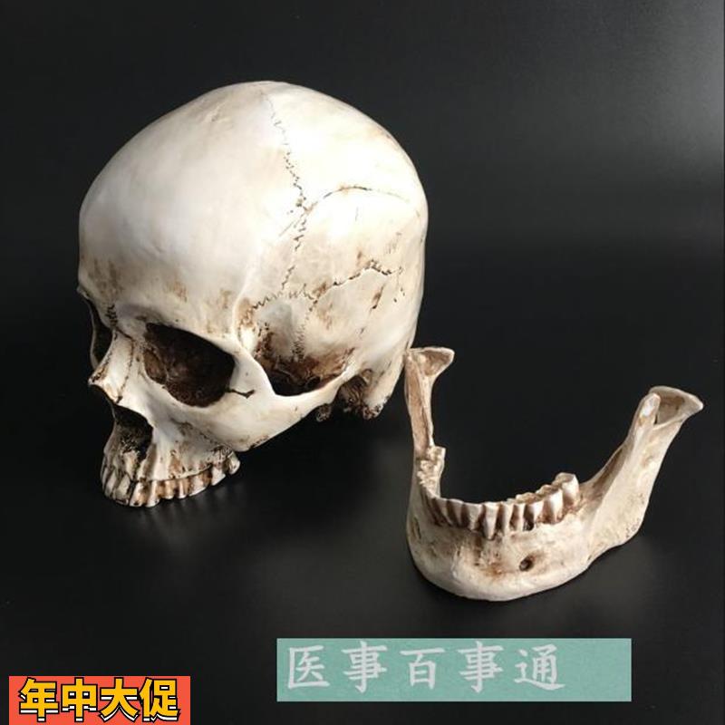 头骨模型头颅骨模型骷髅头模型骨骼脊柱模型医学艺用美术包邮