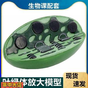 叶绿体模型植物细胞器生物课实验用教学仪器植物细胞亚微细结构