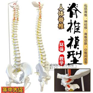 新款脊柱模型脊椎模型1:1脊椎模型带颈椎胸椎尾椎骨骼模型包邮