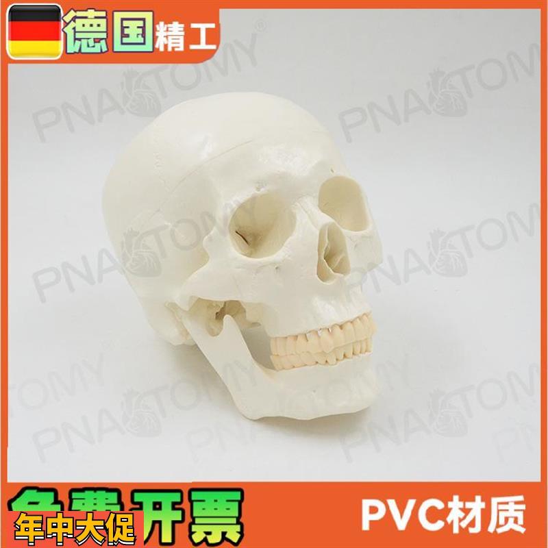 11大小白色仿真人体头骨模型骷髅头骨可拆卸头颅骨美术素描