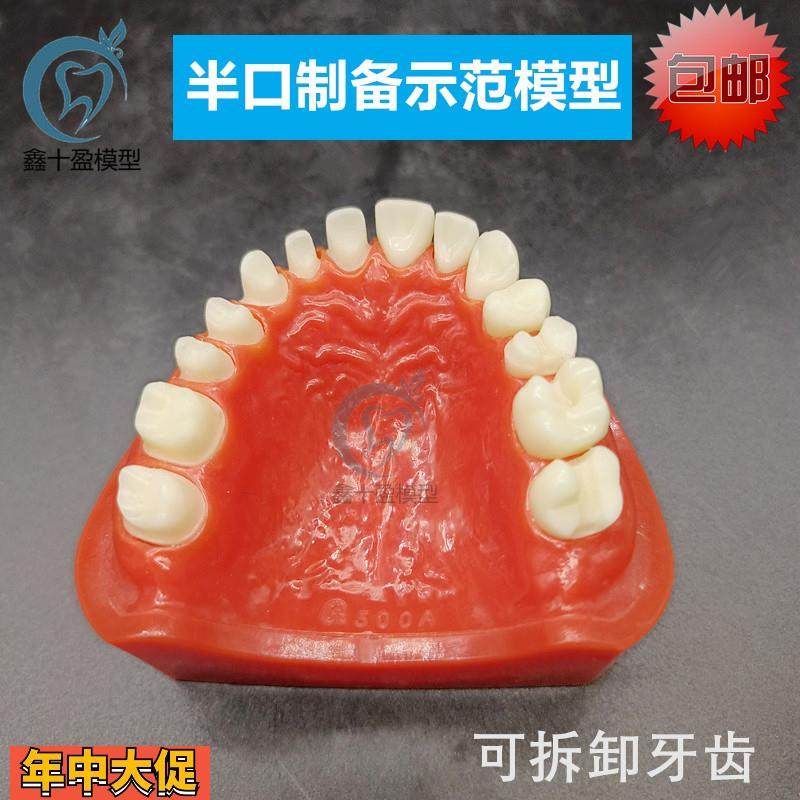 牙科半口烤瓷制备示范模型上颌练习预备备牙模型可替换牙齿M8027