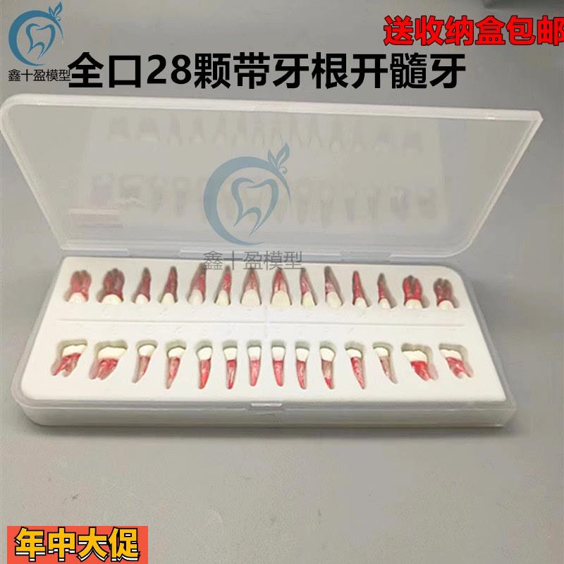 口腔执考练习离体牙根扩修复开髓根管牙粒带牙根全口28颗包邮