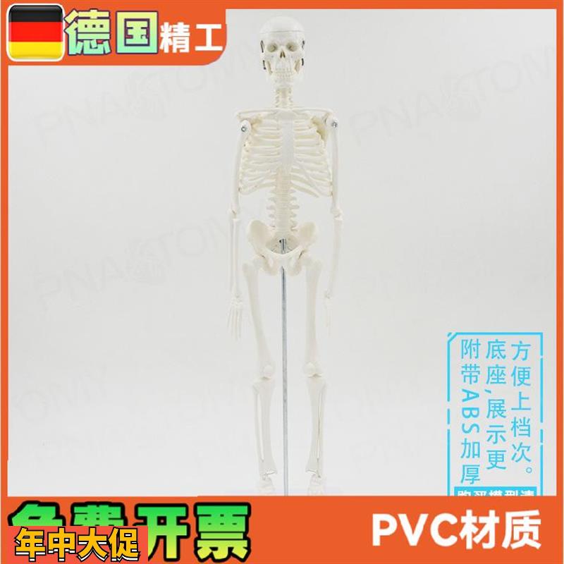 45cm人体全身骨骼模型仿真骷髅骨架小白可活动瑜伽美术骨科