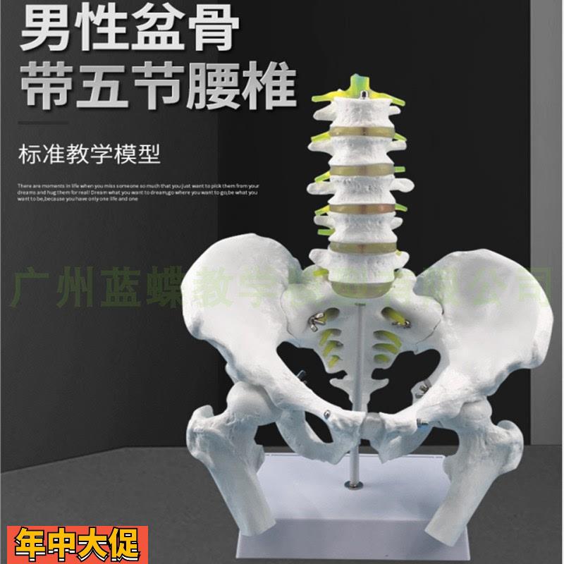 自然大人体脊柱五节腰椎带尾骨椎间盘神经模型成人腰椎带骨盆模型
