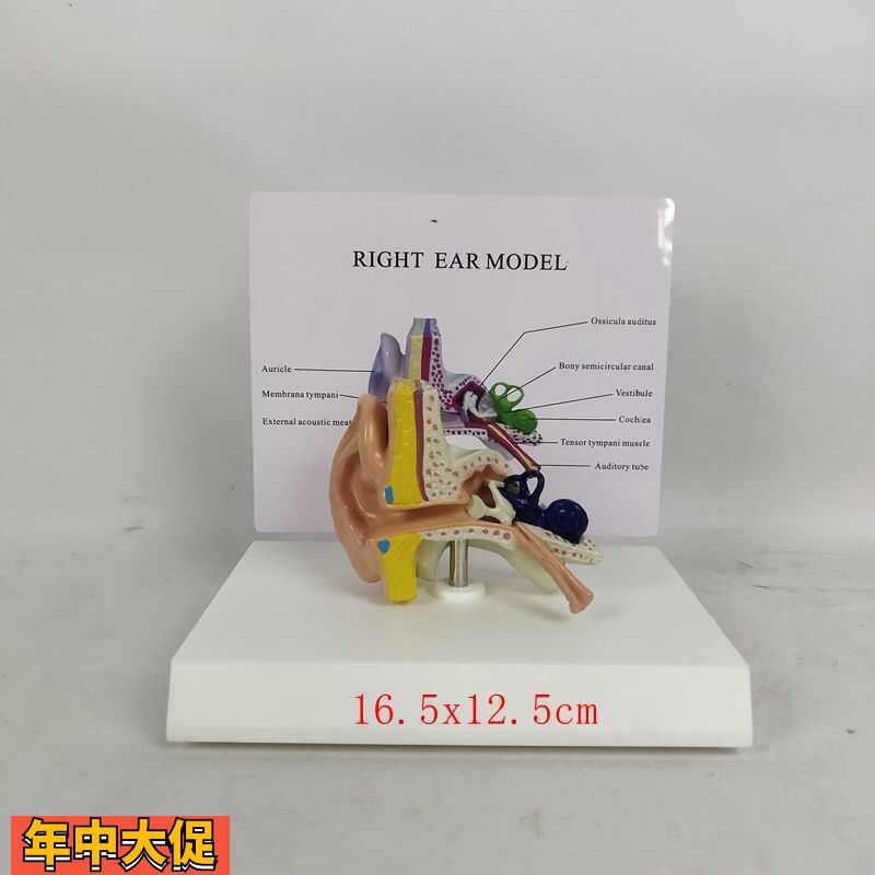 人体耳朵结构听觉系统解剖模型放大耳鼻喉科中内耳道采耳教学道具