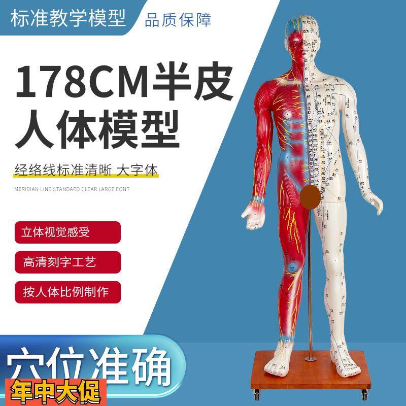 178CM半皮半肌针灸人针灸模型针灸人人体模型医学教具,玩具/童车/益智/积木/模型,其他模型玩具,淘宝优惠券,粉丝福利购,淘宝优惠卷