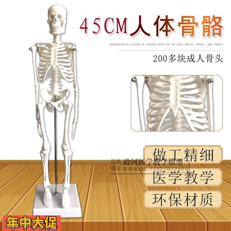 人骨架标本玩具人体骨骼模型45CM髅骼骨头人体解剖关节示教模具