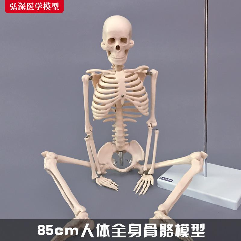 85cm人体全身骨骼模型骨架结构造脊柱骷髅头关节活动医学教学玩具