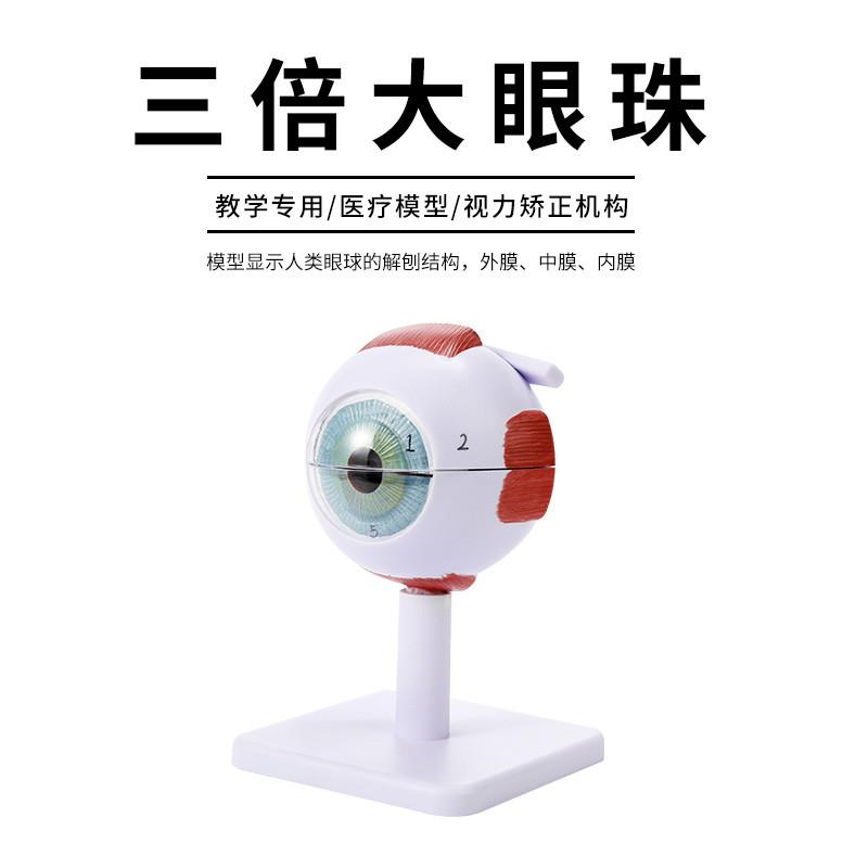 人体眼球仿真模型放大眼睛眼球结构造解剖眼模型教学仪器珠具医学