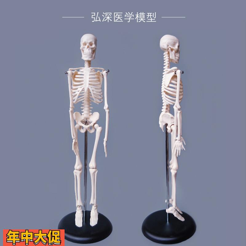 45cm人体全身骨骼模型迷你小型骨架子解剖结构脊柱骷髅头教学模具