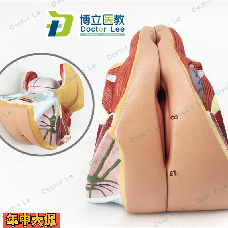 医学人体女性生殖系统模型子宫模型妇产科解剖计划生育自然大四部