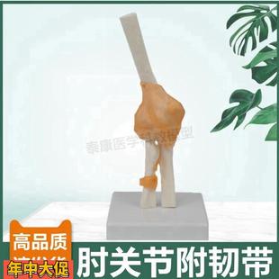 肘关节模型尺骨肱骨桡骨上肢骨骼韧带人体关节医用生物课康复功能