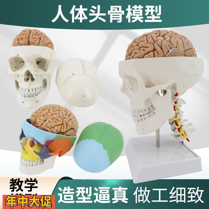 医学人体大脑解剖脑功能分区皮层躯体运动结构图教学模型拆卸颅脑