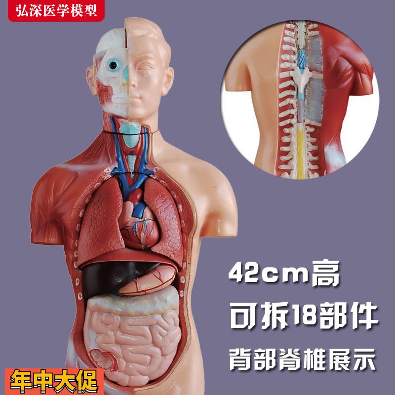 躯干模型人体内脏胸腹部器官解剖心肝脾肺肾立体拼装组装教学玩具