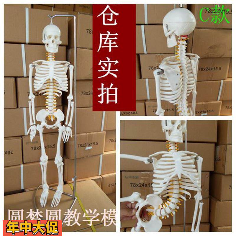 人体骨架模型85CM医用人体骨骼模型人体脊柱脊椎模型医用美术