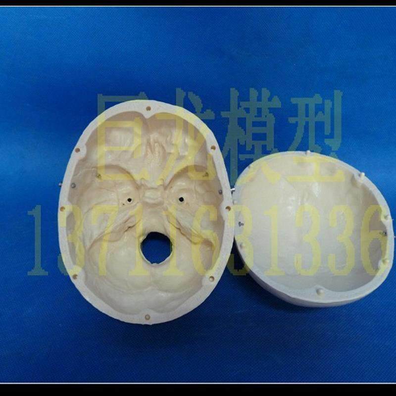 人体头骨模型仿真人头骨人体模型仿真骷髅头,教学模型