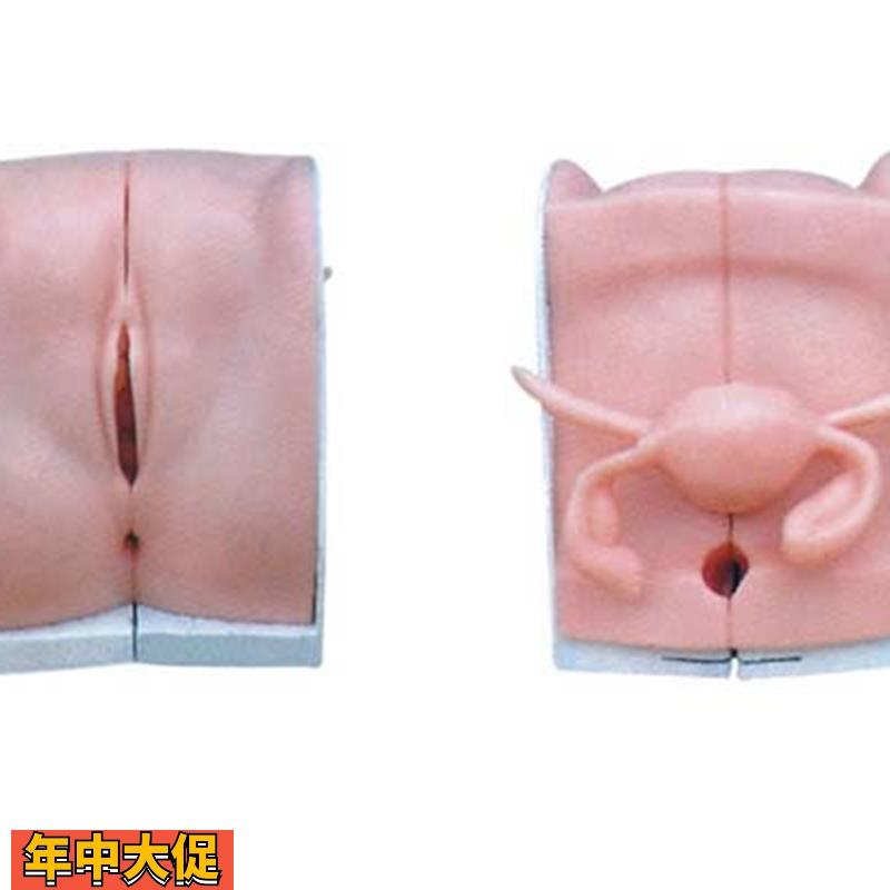 高级女性避孕器指导模型计划生育示教模具女性内生殖器模型
