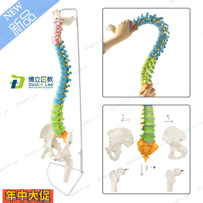 医用人体脊柱模型人体骨骼大脊椎成人1:1带颈椎胸椎尾椎椎骨骨盆