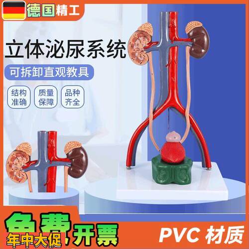 德国】人体立体泌尿系统模型肾脏模型动静脉模型泌尿系统医学教学