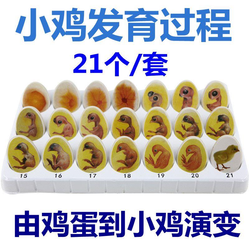 鸡胚胎发育过程小鸡生长鸡蛋孵化演变壳儿童早教玩具益智科普动物