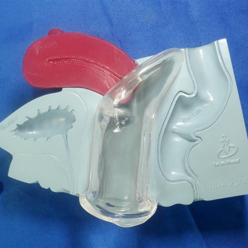 包邮子宫解剖模型女性生殖系统结构计生医用教学讲解展示