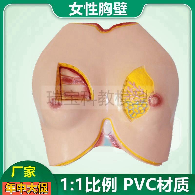 女性乳房模型仿真乳腺解剖哺乳期产后修复生殖家政月嫂培训技能