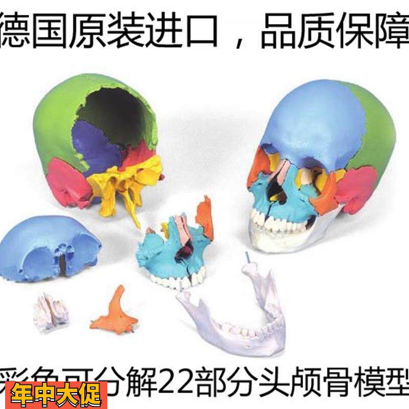 彩色可分解头颅骨德国3B进口插件颅模型可拆分22部分医用头骨模型
