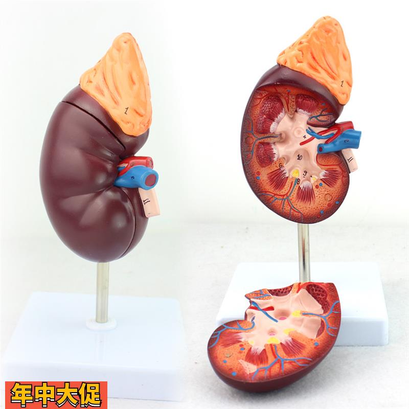 ENOVO颐诺医学人体肾脏解剖模型肾模型医学泌尿科解剖系统用模型