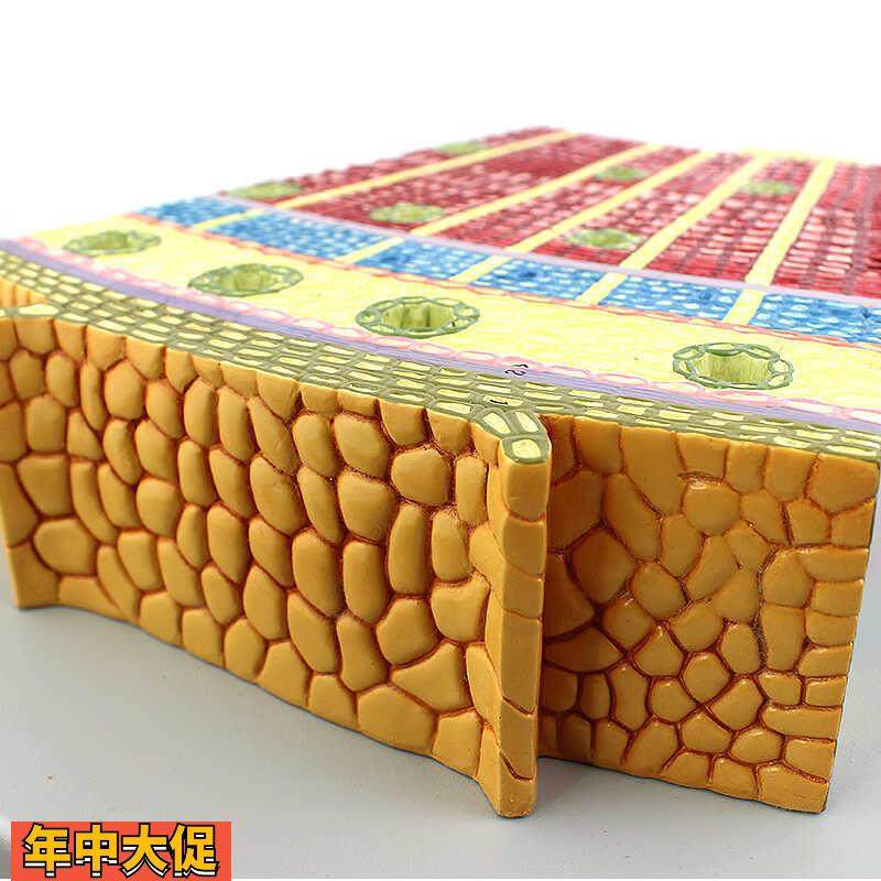 ENOVO颐诺高品质裸子植物茎模型松树茎构造茎的解剖结构生物科,文具电教/文化用品/商务用品,教学标本/模型,淘宝优惠券,粉丝福利购,淘宝优惠卷