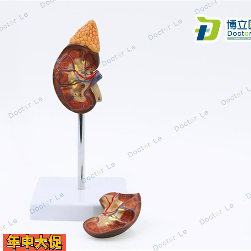 人体器官肾脏模型泌尿科肾脏医学医用讲解教具模型自然大