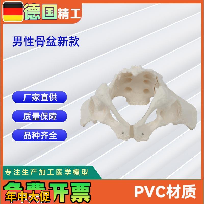 男性骨盆新款人体骨骼模型骨盆教学模型教具