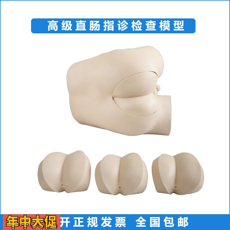 高级直肠指诊检查模型前/列腺触诊模型肛门检查诊断诊治模型