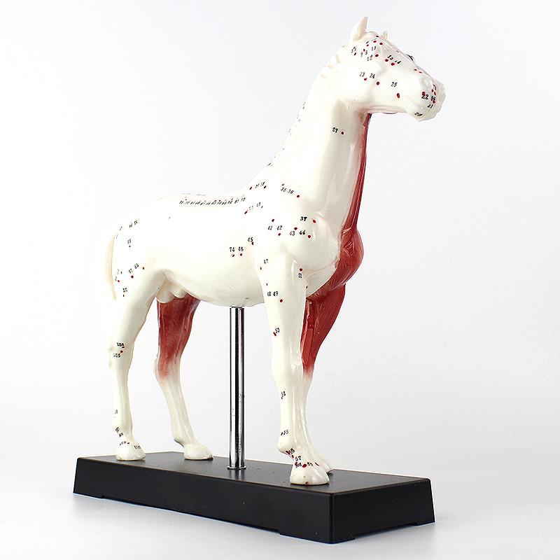 ENOVO颐诺马针灸模型动物解剖模型宠物模型针灸腧穴模型马针灸穴