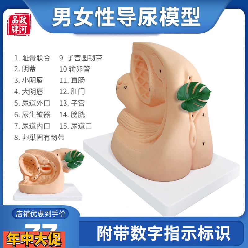 男女性导尿模型人体泌尿生殖器官结构医院学校教学家政培训教具
