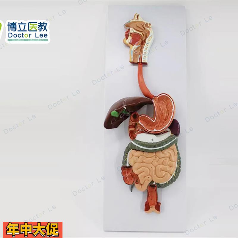 医学人体消化系统模型胃肝解剖模型消化道内科模型专业解剖模型