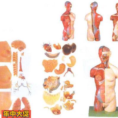 男性女性外两性互换肌肉内脏背面开放式头颈躯干模型A10003