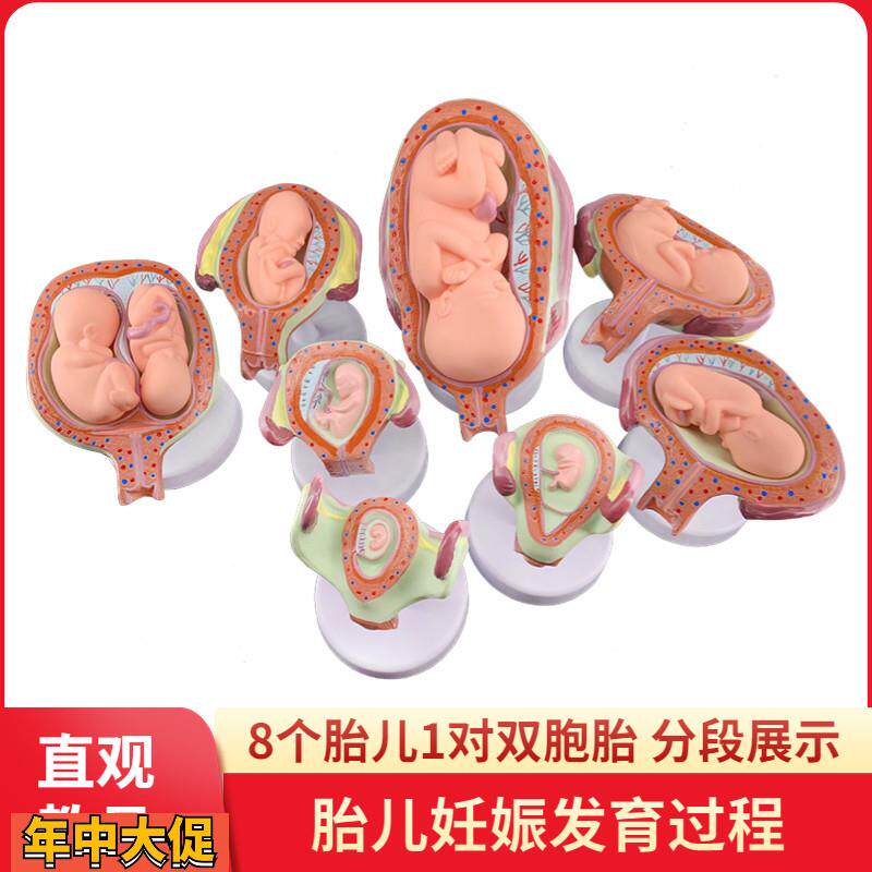妊娠发育过程模型胚胎计划生育模型胎儿发育过程模型子宫解剖