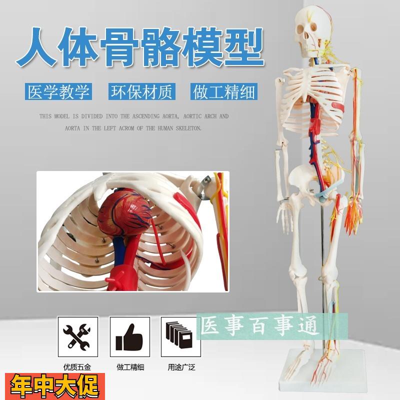 人体模型人体骨骼模型85CM人骨模型附主神经与主动静脉模型