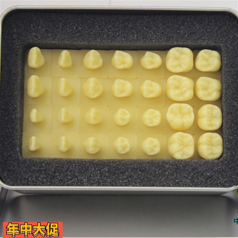 颐诺正品1.2倍雕牙齿模型口腔齿科教学牙体解剖雕刻形态模型