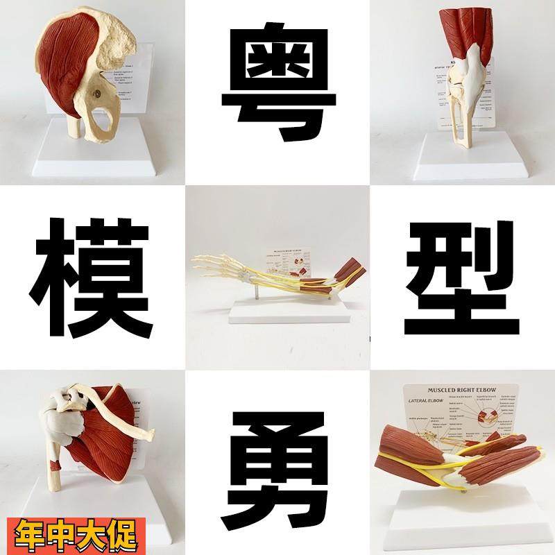 人体关节附肌肉模型盂肱关节肩锁关节肩峰结构肘膝关节肌肉解剖,文具电教/文化用品/商务用品,教学标本/模型,淘宝优惠券,粉丝福利购,淘宝优惠卷