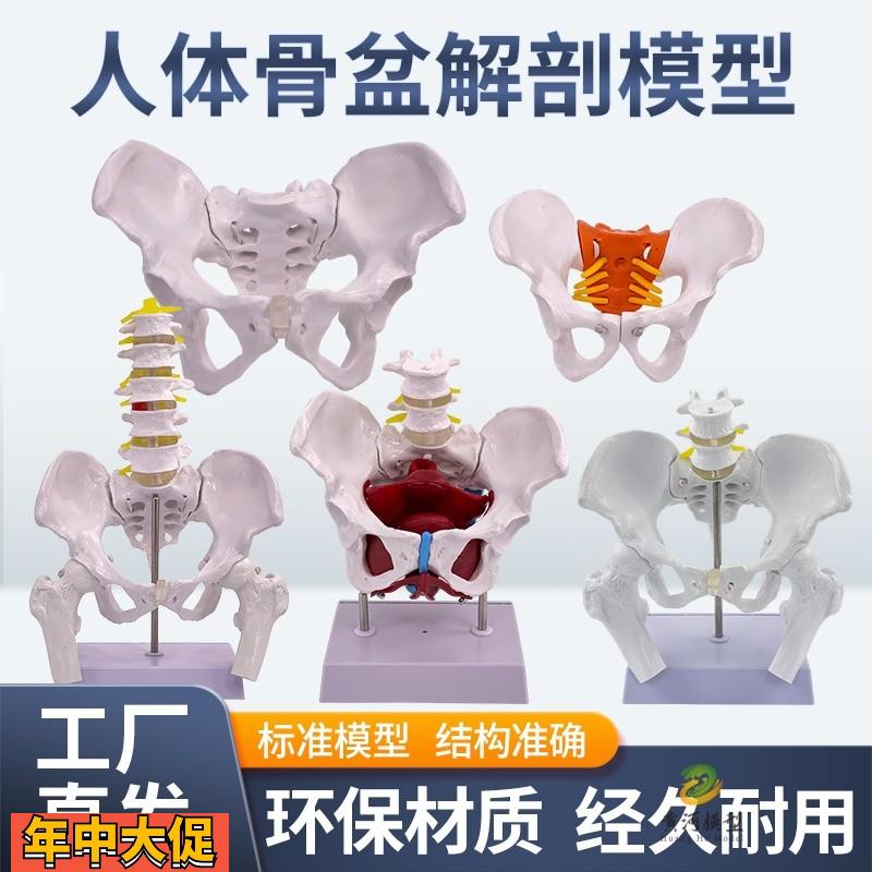 动态教学仿真可活动女性骨盆及子宫模型盆腔结构膀胱盆底肌肉康复