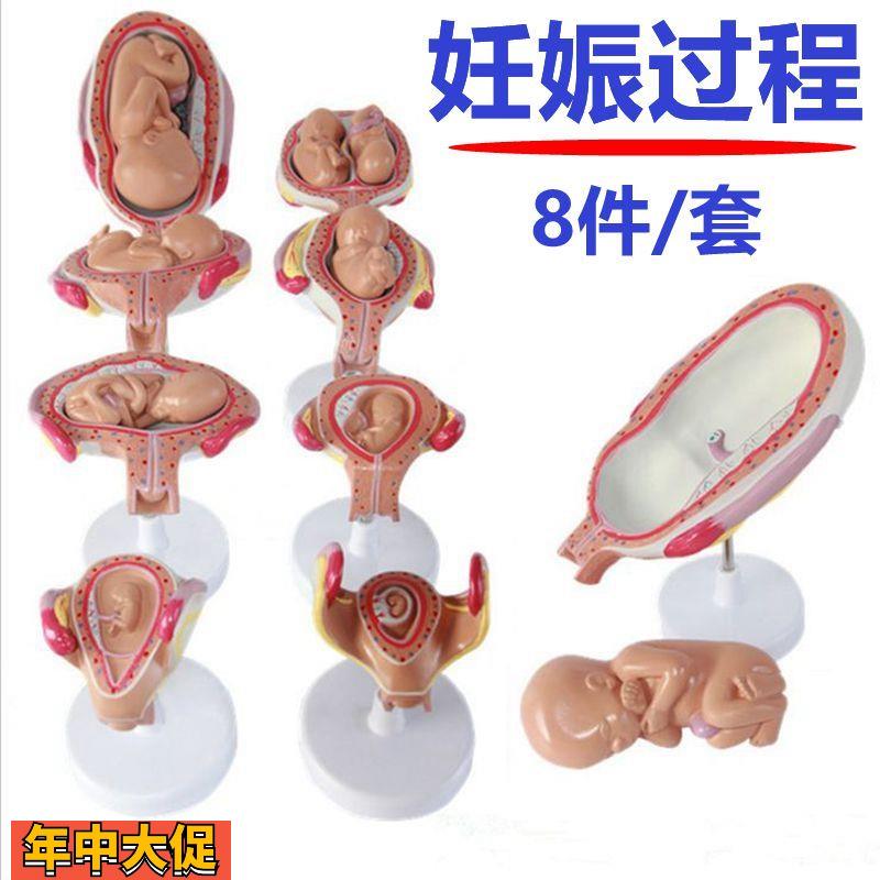 妊娠胚胎发育过程模型受精卵形成胎儿生长产科教学助产卵巢胎盘