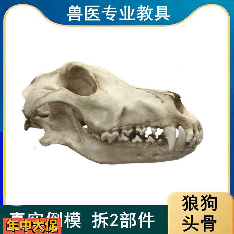 狼狗头骨模型真实倒模口腔牙齿下颌骨活动仿真动物颅骨标本摆件展