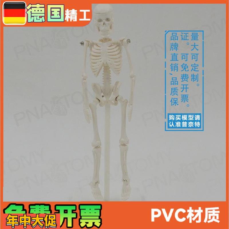 22cm小型白色全身人体骨骼模型骷髅骨架玩具万圣节可拆卸启蒙美术