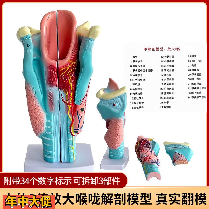 喉咙解剖咽喉模型2倍放大标本喉部血管甲状腺喉结头医院教学模型