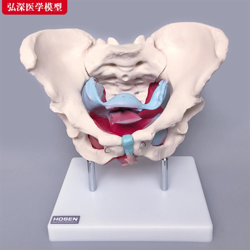 女性骨盆附盆底肌肉模型产后盆骨修复月子子宫妇产科教学模具道具
