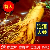 长白山人参泡酒专用鲜人参新鲜长白山单支一斤特大生保鲜参礼盒装